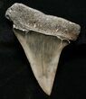 Large Fossil Mako Shark Tooth - South Carolina #8698-1